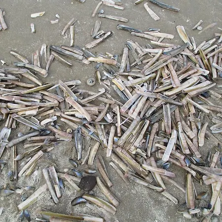 Marina Beach * Зандфорт